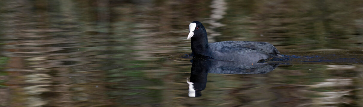 Bl&auml;sshuhn, Bl&auml;ssralle // Eurasian coot (Fulica atra)