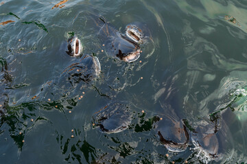 A flock of catfish swims near the surface of the water begging for food. Feeding fish in the park lake