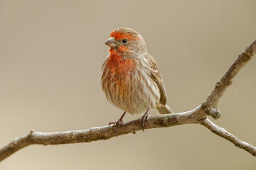 Male House Finch in winter.