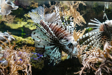 Fisch