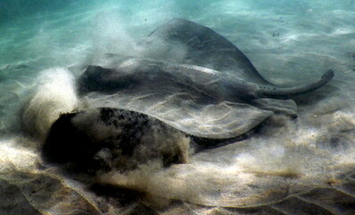 Costa Rica Pacific sea life