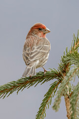 Male House Finch in winter.