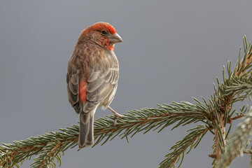 Male House Finch in winter.