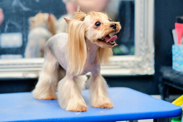 A Yorkshire terrier with an Asian haircut stands on a grooming table in an animal salon
