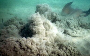 Costa Rica Pacific sea life © Brian