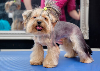 A Yorkshire Terrier on a table in an animal salon looks at the camera