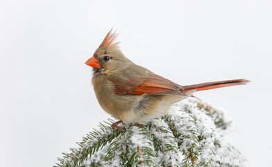 Female northern cardinal in winter.
