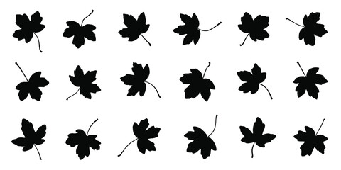 various maple field leaf silhouettes on the white background