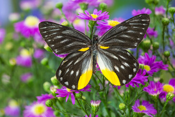 Jezebels Butterfly, Delias species in the Pieridae family