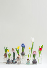 a lot of different separate flowers on white background with empty space for postcard