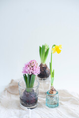 narcissus and hyacinth in glass on white background