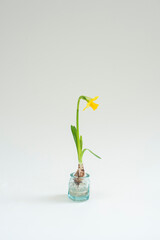 narcissus flower in glass on white background on mothers day or womans day