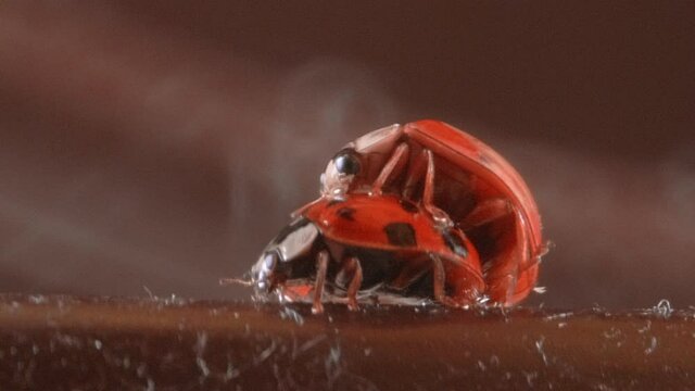 Ladybugs beetles attempting to mate from front, Macro Close Up