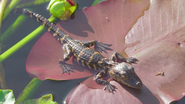 baby alligator laying on lily pad and moving leg