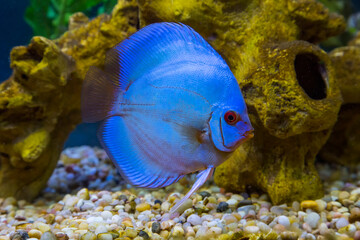 Fototapeta na wymiar Freshwater tropical fish, Blue Diamond Discus.