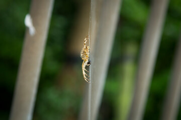 Big yellow spider rests on its web.
Profile of a big dangerous hairy spider waiting for prey. Close-up of invertebrates in the garden.