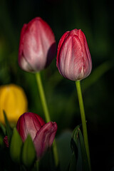 Obraz premium Flowers
