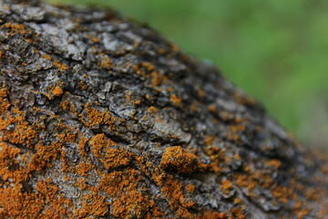 Moss on tree trunk and bark