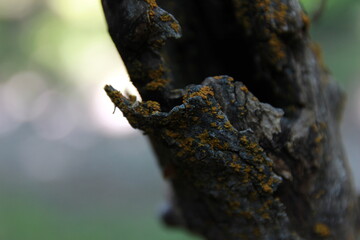 Moss on dead tree with hole