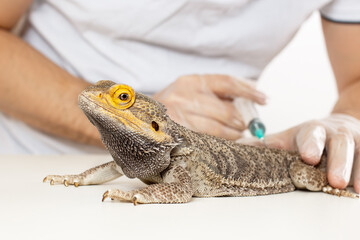 The doctor veterinarian herpetologist makes a syringe injection inoculation of a Bearded Dragon...