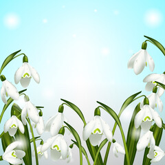 Many snowdrops with water drops on them against the background of the sky
