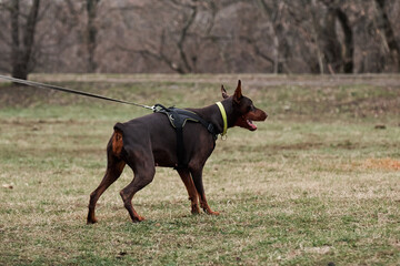 Training for protection of service dogs. Beautiful young brown Doberman with cropped ears and tail stands on leash in harness and prepares to attack.