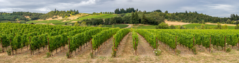Fototapeta na wymiar A panorama image of a beautiful vineyard in rolling hills near Lincoln Oregon