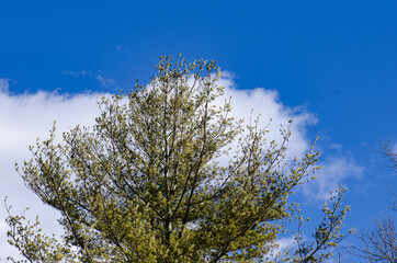 Top of fir tree against blue sky