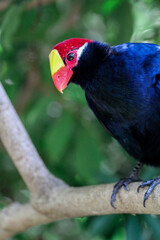 Violet Turaco of Africa