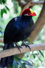 Violet Turaco of Africa