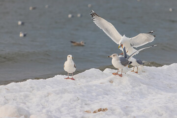 Seagulls in the sky over the sea with the waves and ice