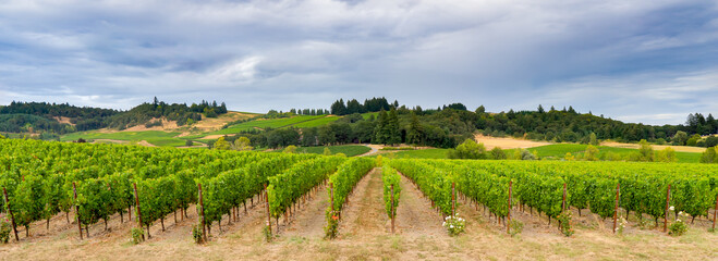 Fototapeta na wymiar A panorama image of a beautiful vineyard in rolling hills near Lincoln Oregon