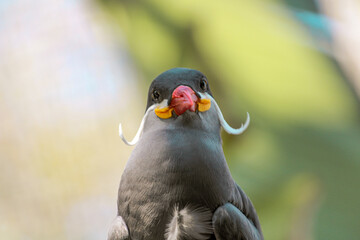 silly bird with a mustache, portrait of an inca tern