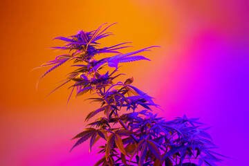 Cannabis plant in beautiful neon vibrant style. Purple Medicinal Marijuana. New aestethic fashion...