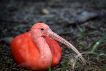 Pink Ibis 