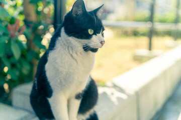 cat on the roof