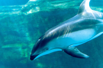 Obraz na płótnie Canvas dolphin in the sea