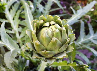 growing artichokes