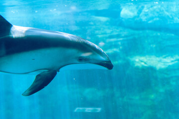 Fototapeta premium dolphin in the water