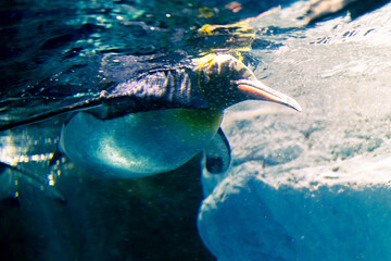 penguin in the aquarium