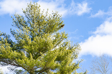 Evergreen against blue sky and white puffy clouds