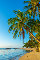 Fototapeta na wymiar Coastline with sandy beach and palm trees on a tropical island