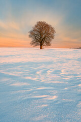 Winter landscape with bare horse chestnut tree in snow covered field at sunrise