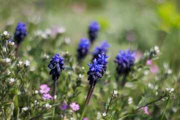 Blue flowers Muscari an blurred background. Beautiful spring background.
