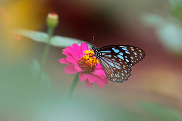 Butterfly Blue Tiger or Tirumala limniace on pink Zinnia flower with green brown blurred bokeh background