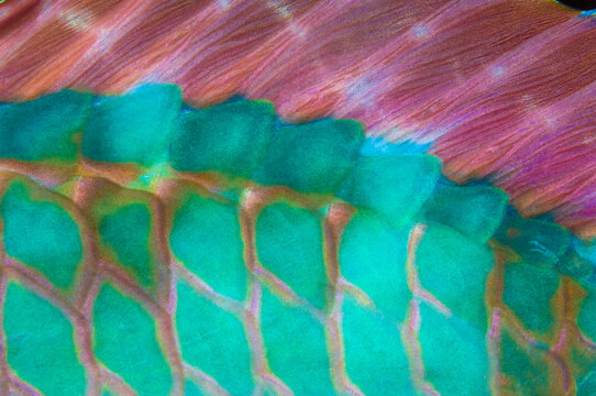 Parrotfish Scales
