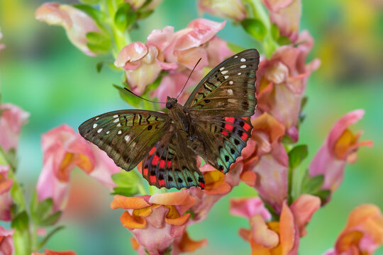 Male euthalia adonia, on colorful snapdragon flowers.