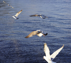 seagulls in flight over water