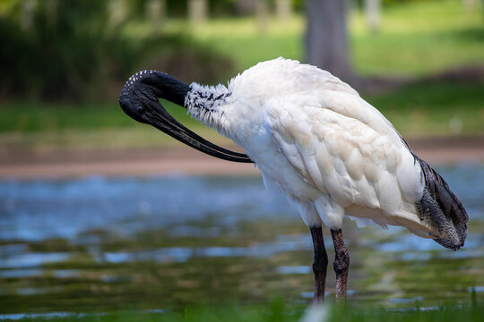 An Australian Ibis plucking its feathers with its beak 
