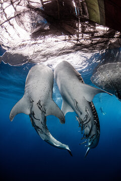 Whale sharks